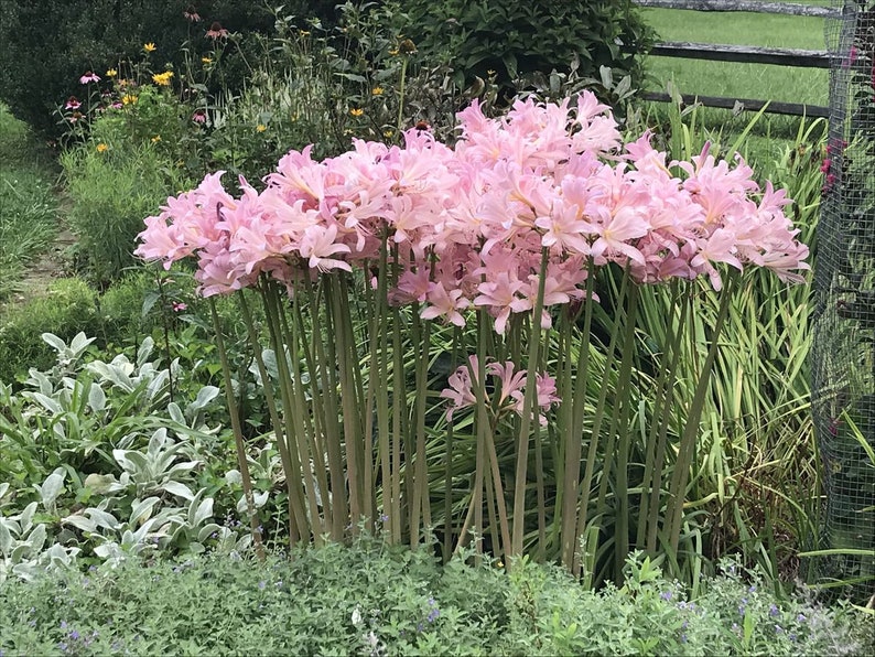 5 Magic Lily Bulbs Japanese Spider Lilies Surprise Lilies Etsy