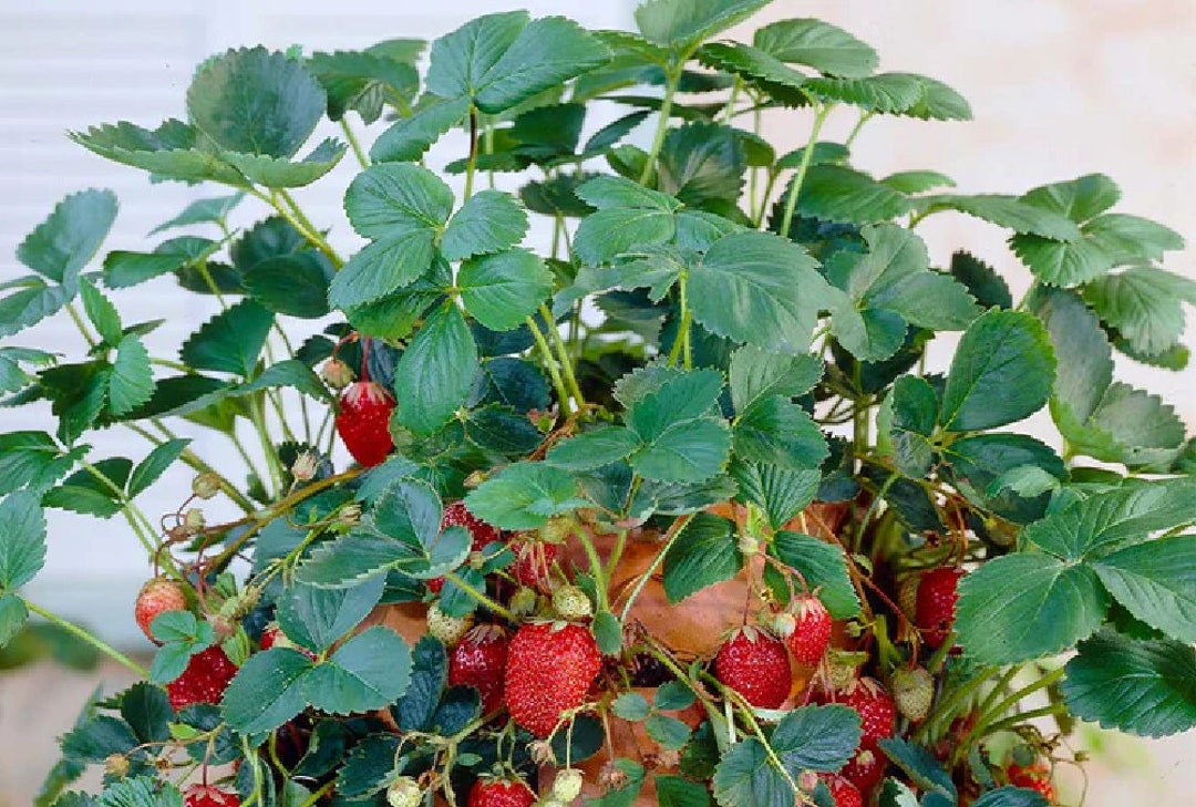 25 Jewel Strawberry Plants Big Juicy Berries Delicious Etsy