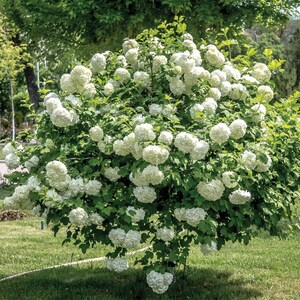 Fast Shipping!  2 Gorgeous Snowball Bushes Plant NOW