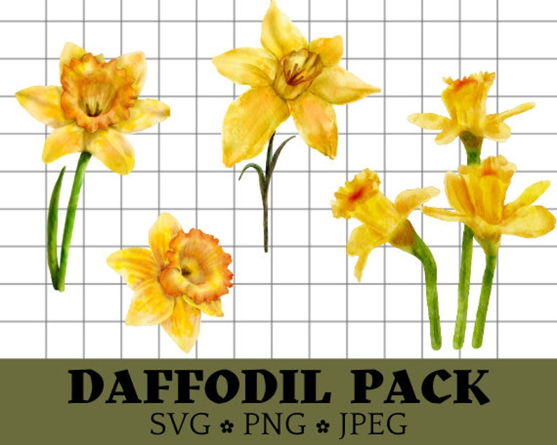 Watercolor Daffodil SVG PNG 4 Pack transparent Background - Etsy