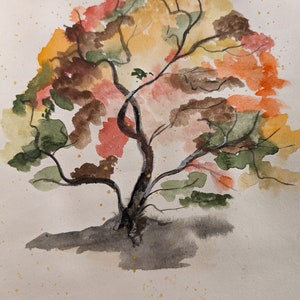 Japanese Maple
