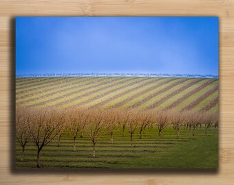 M03--Silverton Oregon Photo Note Card: Filbert Orchard Landscape