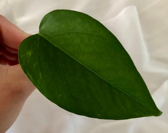 May include: A single, large, heart-shaped, green leaf with a prominent vein running down the center.