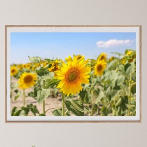 Sunflower Wall Art, Digital Download, Sunflower Field Poster, Flower, Nature Photography, Printable Art, Botanical Decor, Floral Room Decor