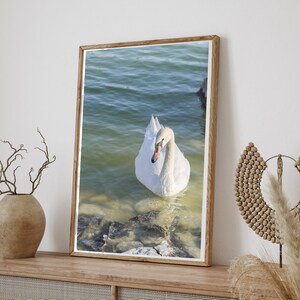 Swan Wall Art, Digital Download, Swan Print, Animal Wall Art, Nature Photography, Lake, Calm, Printable Art, Boho Swan Poster