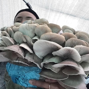 May include: A large cluster of oyster mushrooms, light grey in colour, held in front of a person. The mushrooms are in a blue bag. The background is a white mesh.