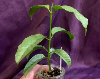 Hoya multiflora silver