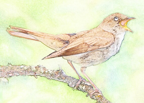 Common Nightingale Guardian Bird Ukraine National Animal - Etsy Common Nightingale Guardian Bird Ukraine National Animal - Etsy