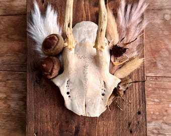 Mounted Buck Roe Deer Skull with Dried Flowers