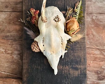 Mounted Buck Roe Deer Skull with Dried Flowers