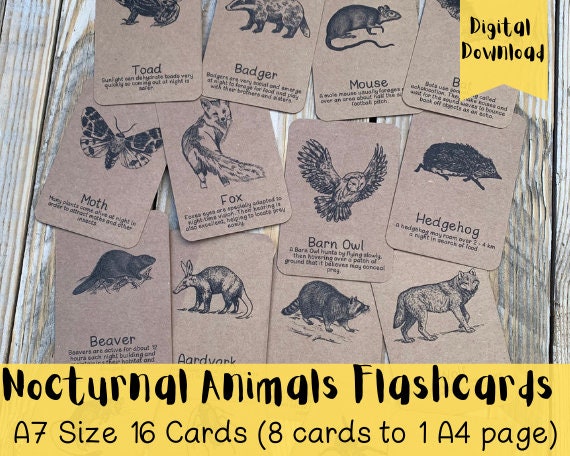 Printable Nocturnal Animals Flashcards Playroom Printable - Etsy Australia Printable Nocturnal Animals Flashcards Playroom Printable - Etsy Australia