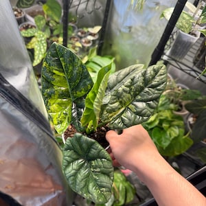Varigated Alocasia Sinuata CORM - US Seller