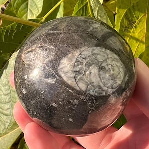 Orthoceras Fossil Sphere: Polished Moroccan Crystal Ball (55mm), Root Chakra