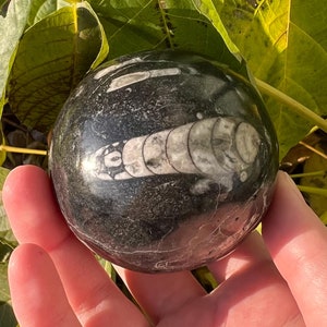 Orthoceras Fossil Sphere: Polished Moroccan Decor (61mm), Root Chakra