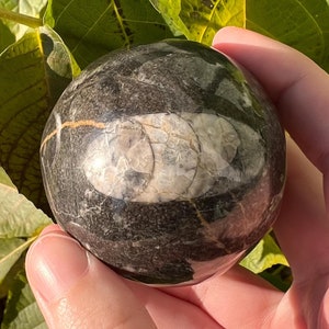 Orthoceras Fossil Sphere: Polished Moroccan Decor (55mm), Root Chakra