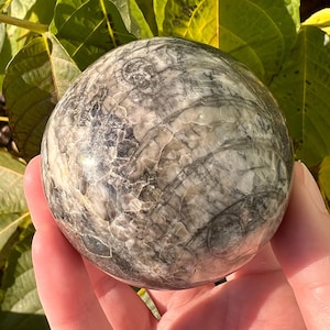Orthoceras Fossil Sphere: Polished Moroccan Crystal Ball (55mm), Root Chakra
