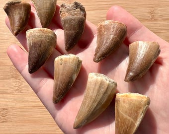 Dente fossile di mosasauro marocchino: rettile oceanico preistorico
