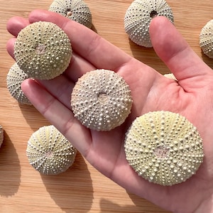 May include: A collection of sea urchin shells in various shades of green and white. The shells are round with a textured surface covered in small bumps. Some shells are held in a hand, while others are scattered on a wooden surface.
