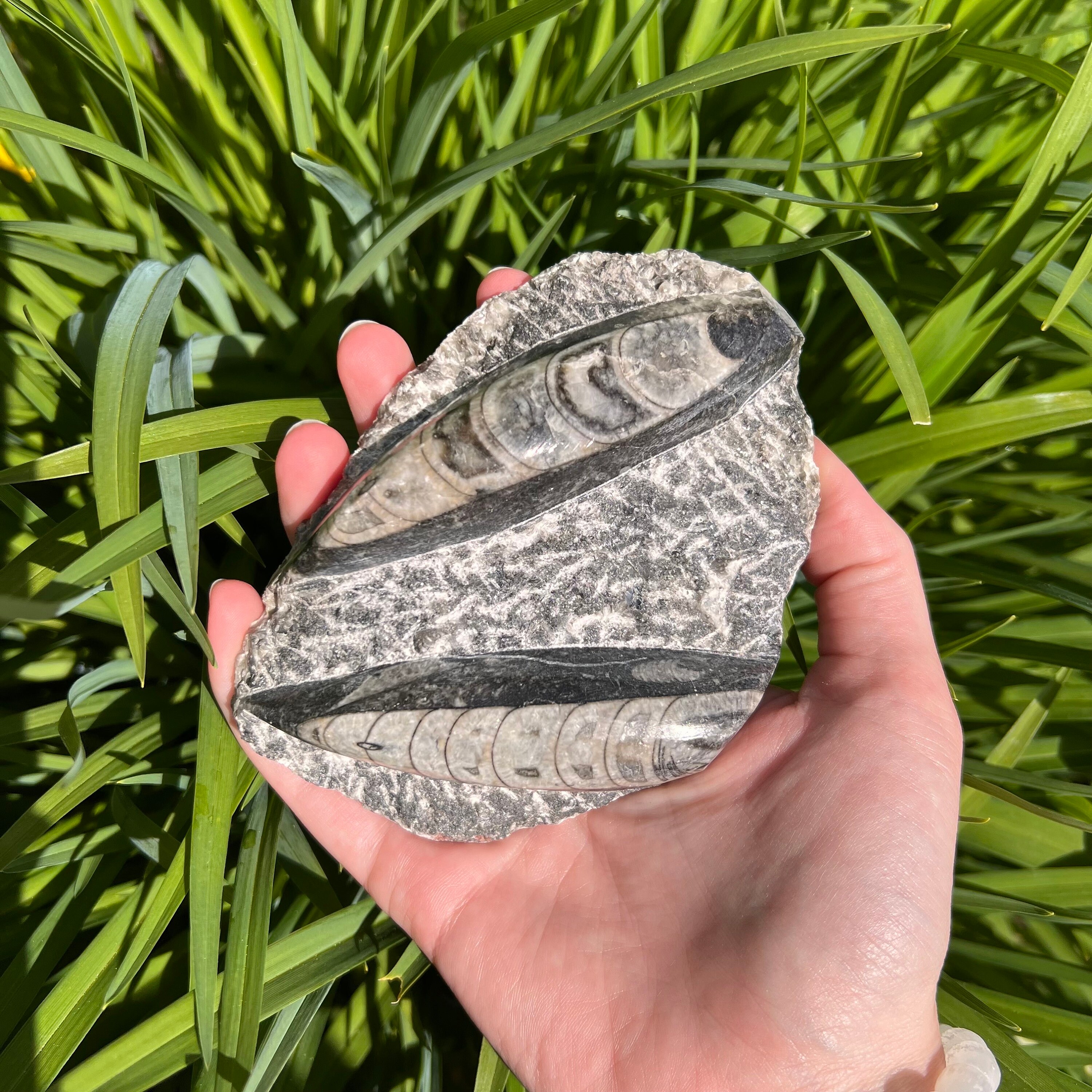 化石 オルソセラス ゴニアタイト プレート 古生代 オルドビス紀