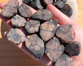Può includere: Una collezione di pietre di chiastolite levigate caratterizzate da un distinto motivo a croce marrone scuro incastonato in una matrice minerale color marrone chiaro e grigio. Queste pietre hanno forme irregolari con superfici lisce e inclusioni a croce.