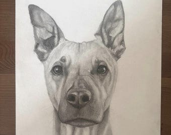 Custom Hand-Drawn Pet Portrait