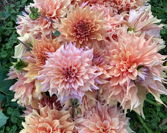 Dahlia Tuber Sherwood's Peach Pink/mauve SHIPS SPRING 2024 12 Informal