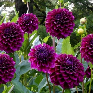 Puede incluir: Primer plano de un grupo de flores de dalia de color p&uacute;rpura vibrante en plena floraci&oacute;n. Las flores tienen un tono p&uacute;rpura profundo y rico y est&aacute;n dispuestas en un patr&oacute;n sim&eacute;trico. Los p&eacute;talos son suaves y delicados, y las flores est&aacute;n rodeadas de un exuberante follaje verde.