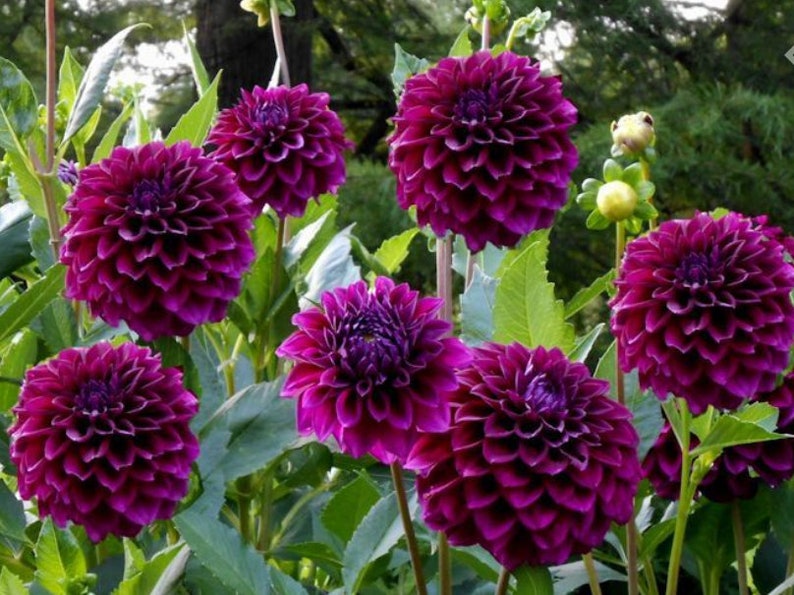 Puede incluir: Primer plano de un grupo de flores de dalia de color p&uacute;rpura vibrante en plena floraci&oacute;n. Las flores tienen un tono p&uacute;rpura profundo y rico y est&aacute;n dispuestas en un patr&oacute;n sim&eacute;trico. Los p&eacute;talos son suaves y delicados, y las flores est&aacute;n rodeadas de un exuberante follaje verde.