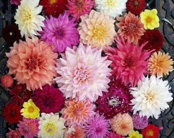 Surprise/Mystery Dahlia Tuber ***Ships in 2026*** Free Shipping on orders over 35.00!