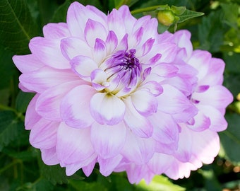 Tubérculo de dahlia - Mikayla Miranda Blanco y morado lavanda **ENVÍO 2026** Flor decorativa informal de 18 cm - Altura de la planta: 1 m