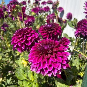 Puede incluir: Primer plano de un grupo de flores de dalia p&uacute;rpura vibrantes en plena floraci&oacute;n. Las flores est&aacute;n rodeadas de un exuberante follaje verde y est&aacute;n enfocadas contra un fondo blanco.
