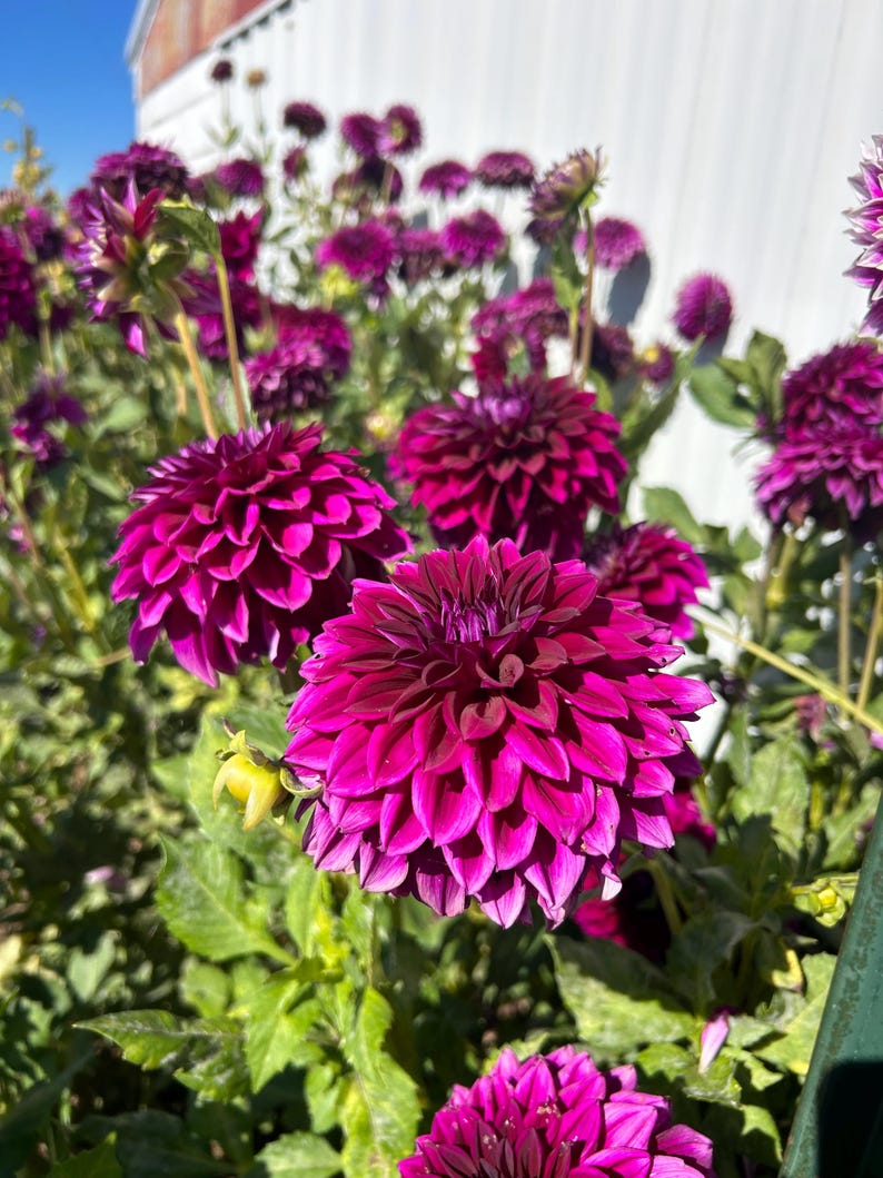 Puede incluir: Primer plano de un grupo de flores de dalia p&uacute;rpura vibrantes en plena floraci&oacute;n. Las flores est&aacute;n rodeadas de un exuberante follaje verde y est&aacute;n enfocadas contra un fondo blanco.