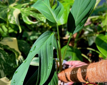 Monstera Croatii | Extremely Rare Monstera | Rooted 2 Leaf Top Cutting