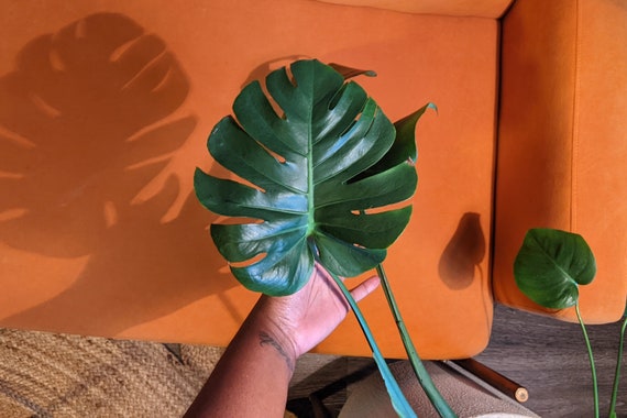 schefflera arboricola mini Buy Variegated Schefflera Arboricola Indoor Plant 20cm Pot