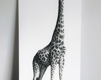 Poster of giraffe and its acacia; Charcoal and pastel