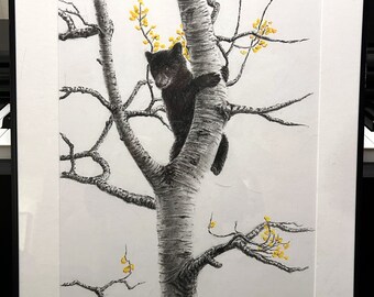 Little black bear lost on his birch tree. Charcoal and pastel