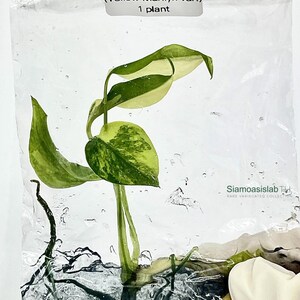 Monstera Yellow Marilyn Variegated Tissue Culture Plant - Rare Aroid - Free Phyto image 4