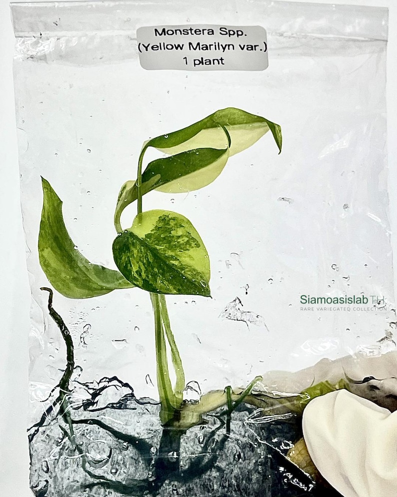 Monstera Yellow Marilyn Variegated Tissue Culture Plant - Rare Aroid - Free Phyto image 4