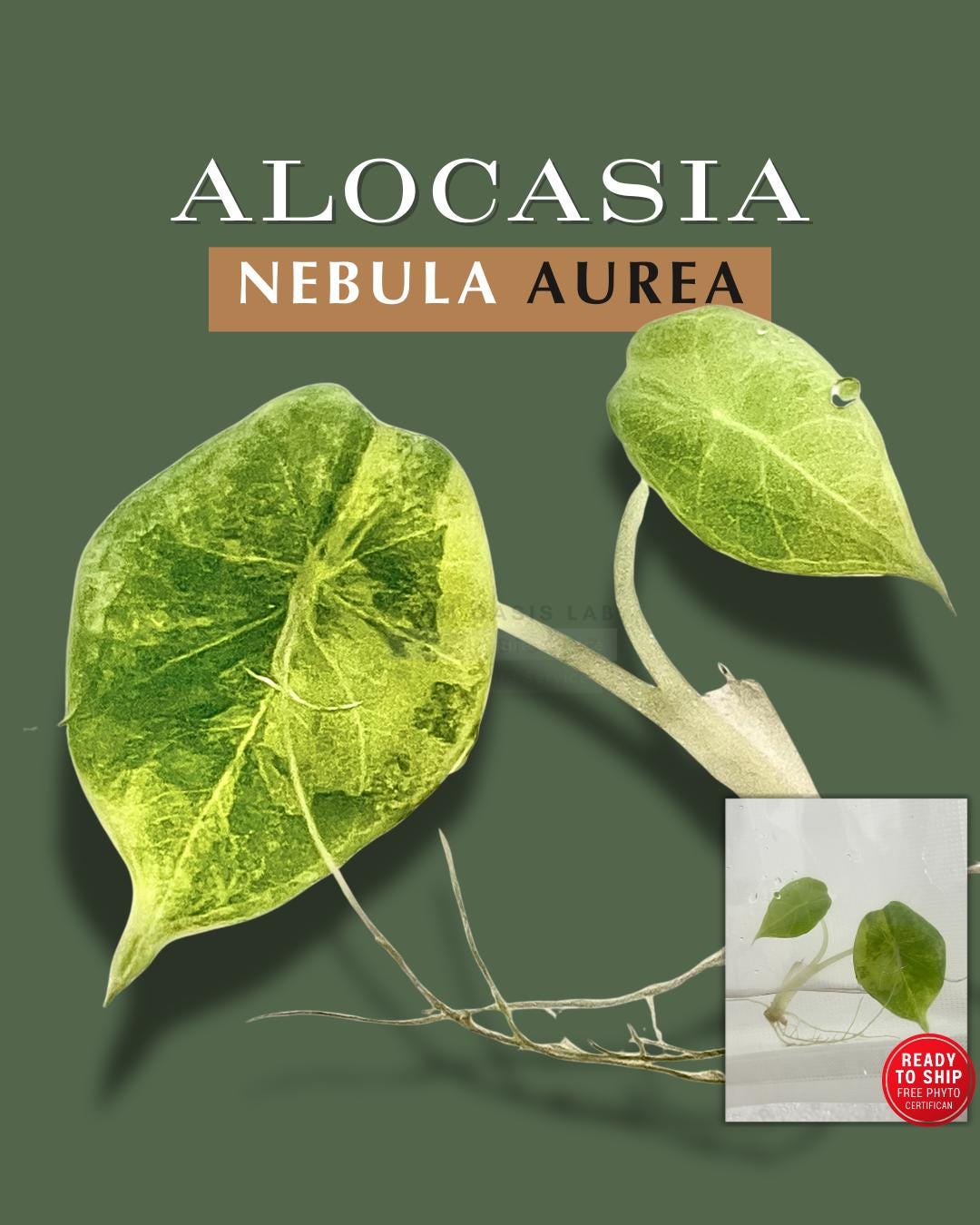Rare Alocasia Nebula Aurea Variegated Tissue Culture Plant