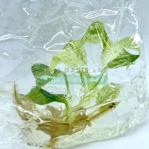 Philodendron Giganteum variegated l High-quality tissue culture l Ready to Ship / Free Phyto