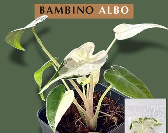 Alocasia Azlanii Variegated (pink-albo) Tissue Culture (1 Plant