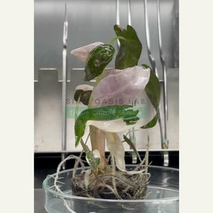 Variegated Alocasia Bambino High-quality tissue culture l Ready to Ship / Free Phyto