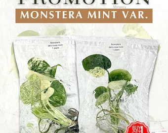 Monstera Mint Variegated X2 Rośliny Tkankowe Hodowla Roślin | Limitowana Partia | Darmowa Fito