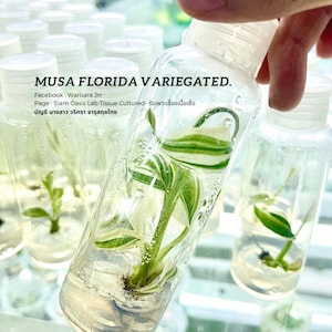 Musa florida bunte Banane TC l Hochwertige Gewebekultur l Versandfertig / Free Phyto