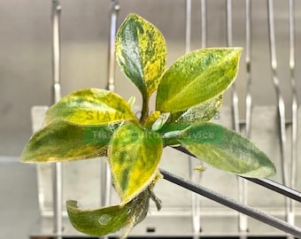 Philodendron Röd Kongo brokig vävnadsodlingsväxt | Begränsad sats | Gratis fyto