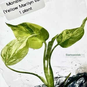 Monstera Yellow Marilyn Variegated Tissue Culture Plant - Rare Aroid - Free Phyto image 6