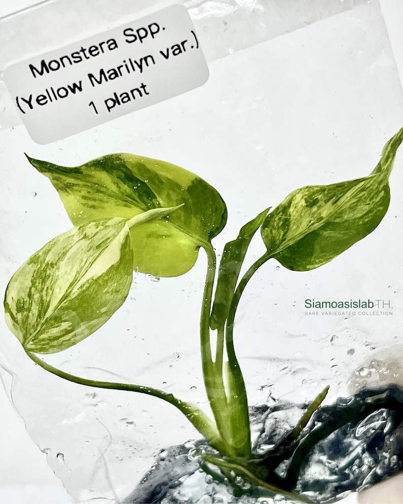 Monstera Yellow Marilyn Variegated Tissue Culture Plant - Rare Aroid - Free Phyto image 6