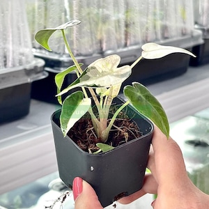 Variegated Alocasia Bambino white - High-quality tissue culture l Ready to Ship / Free Phyto