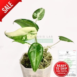 Rare Variegated Alocasia Maharani l High-quality tissue culture l Ready to Ship / Free Phyto