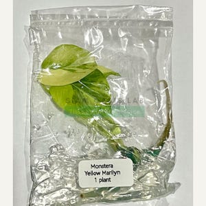 Monstera Yellow Marilyn Variegated Tissue Culture Plant - Rare Aroid - Free Phyto image 13